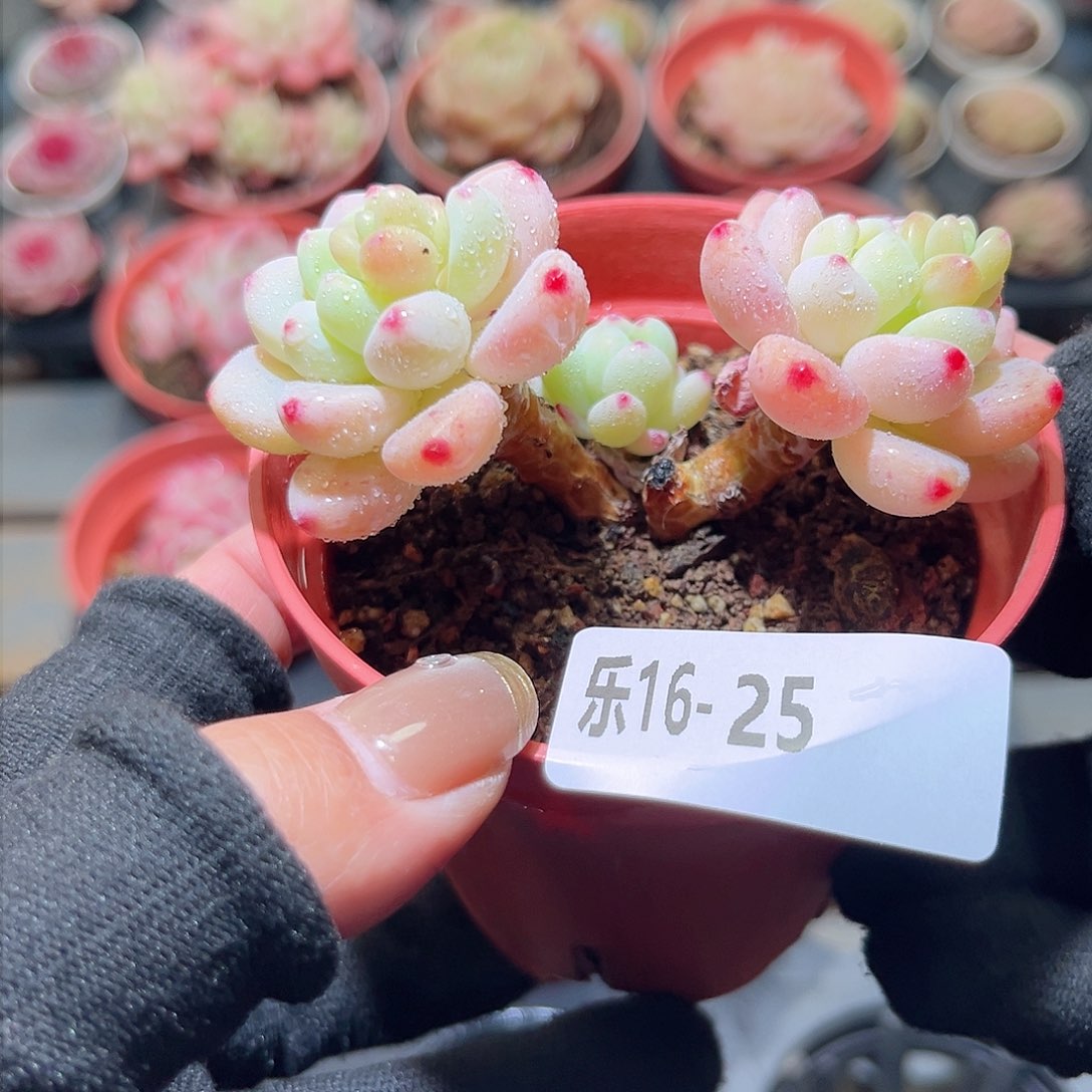 乐16-25 罗琦双头