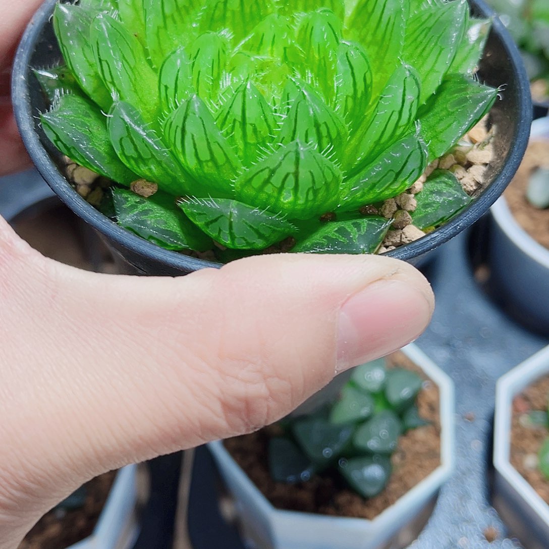 母本樱水晶新手福利