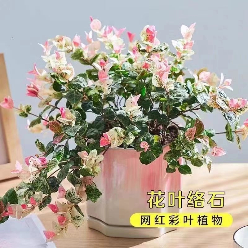 五彩花叶络石垂吊盆栽大苗藤曼多年生四季常绿耐阴耐寒盆栽绿植