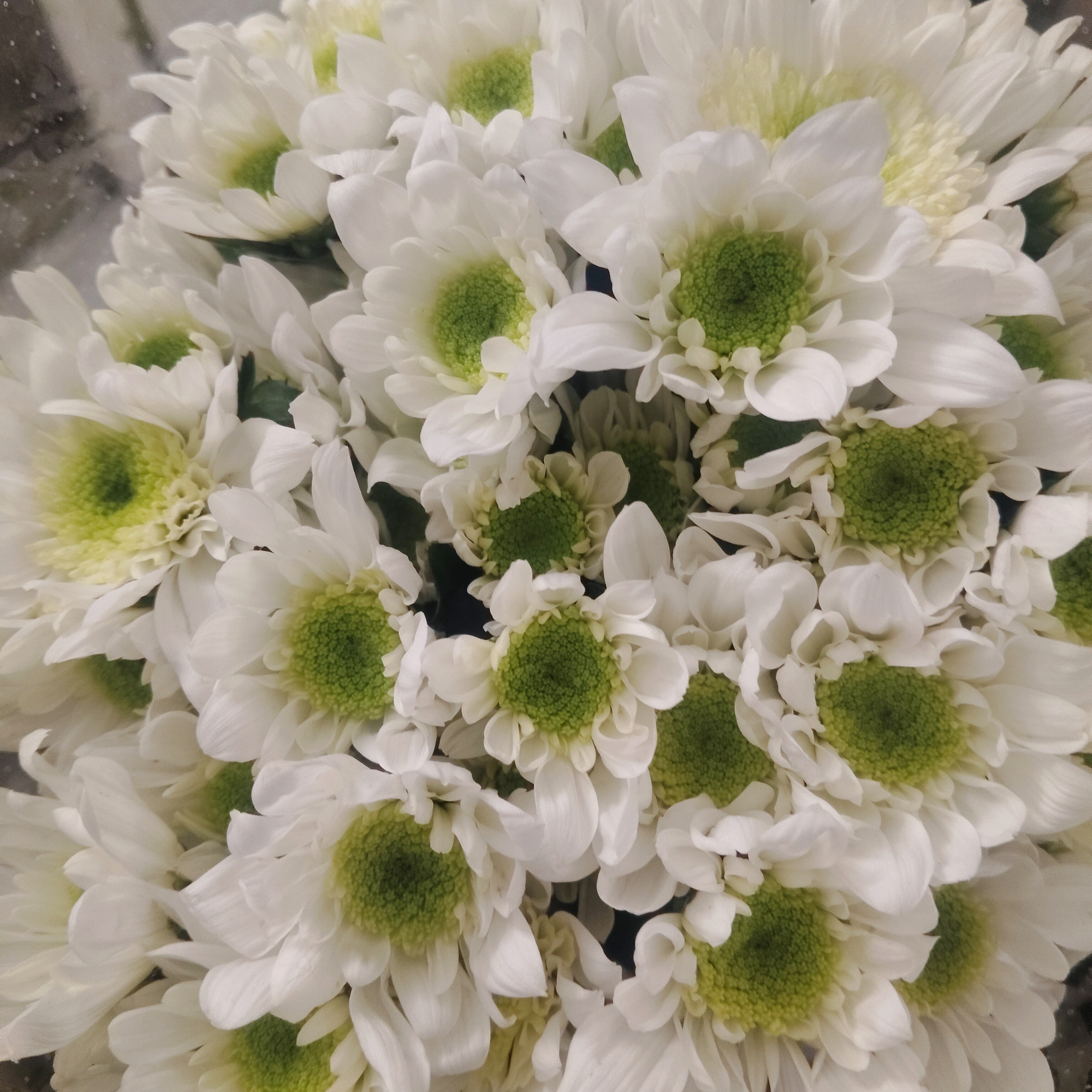 瑞白小雏菊东北基地直发水养鲜切花家用办公耐高温花期超长