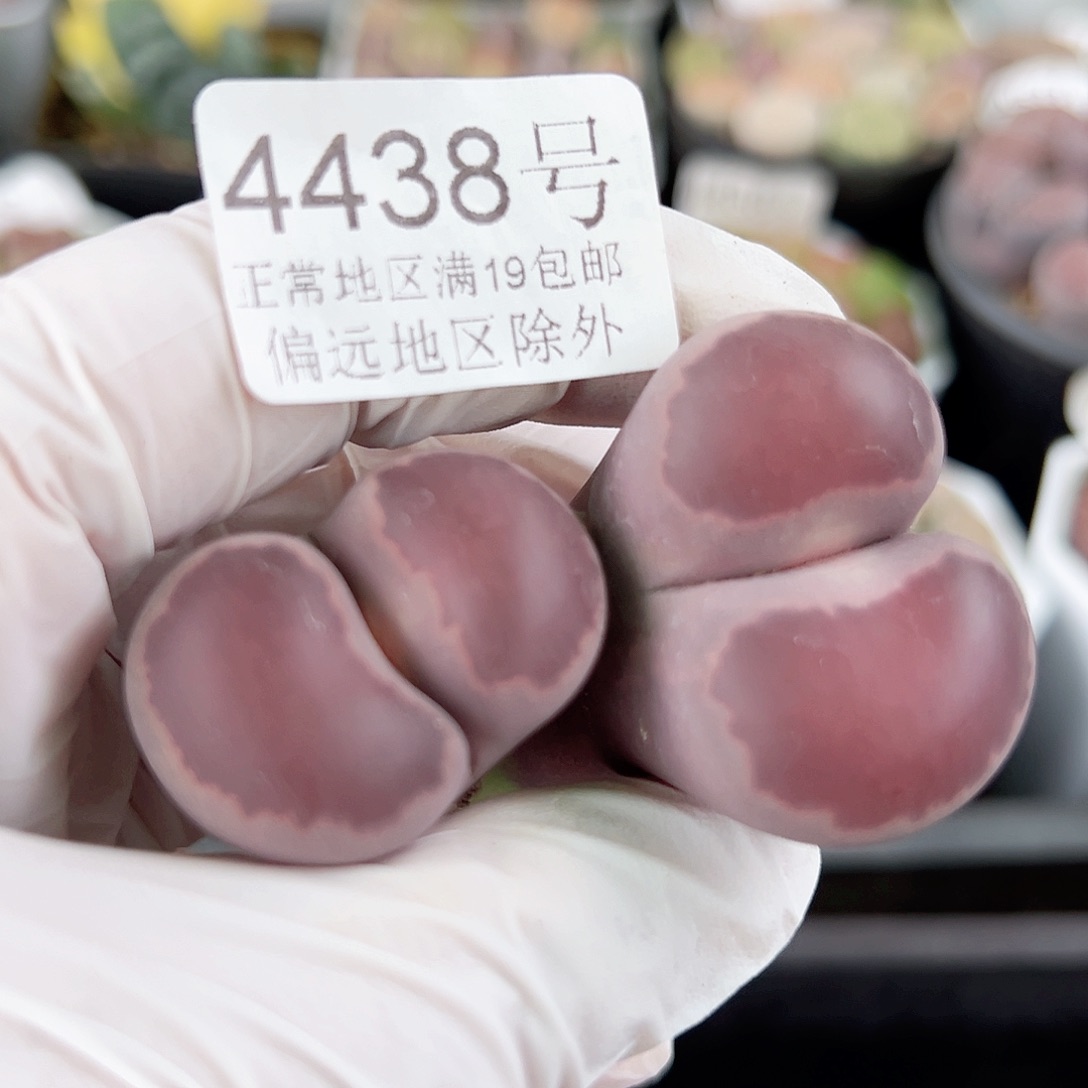 4438紫李净窗大双头长腿特价