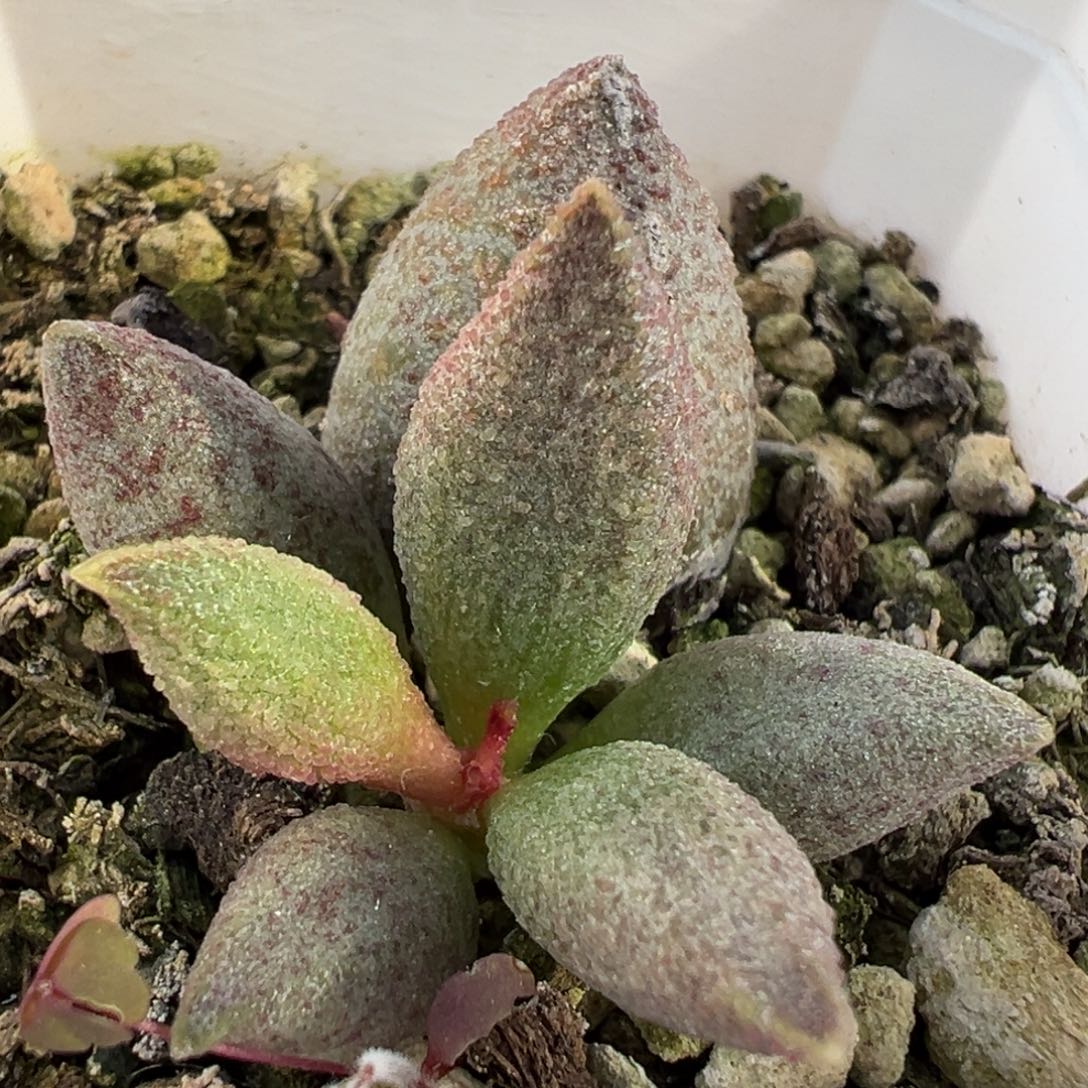 实生新品大苗多肉植物水泡