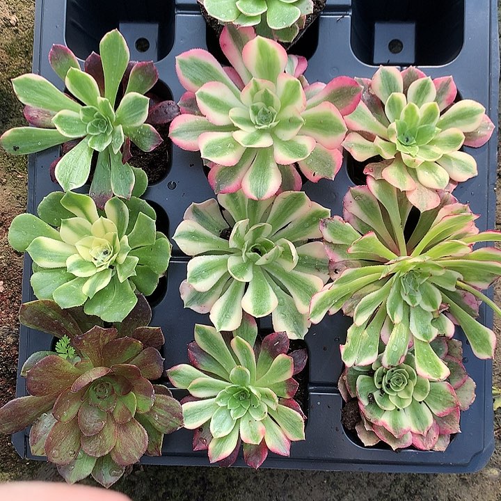 909十棵多肉植物