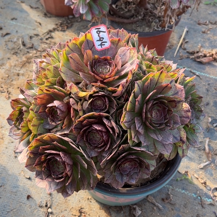 16-94拉丝多肉植物