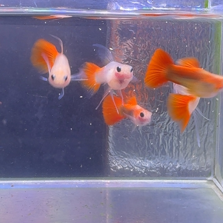 路***猪孔雀鱼红礼服玻璃猫大C三对送一母