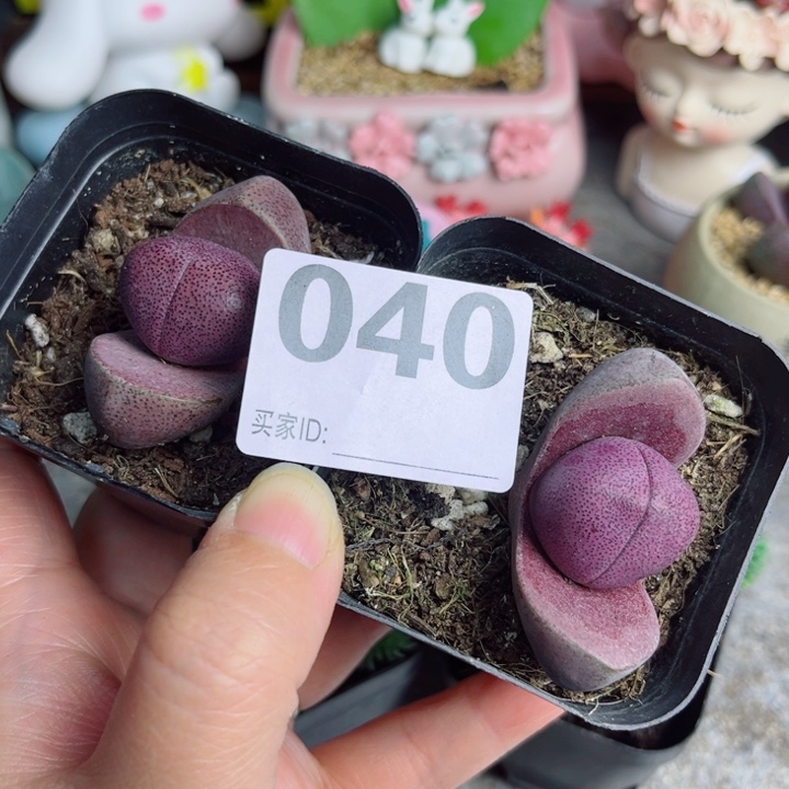 邱**5040号紫元宝带盆栽好2个一组