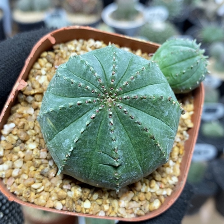 泰系布纹球472号5cm