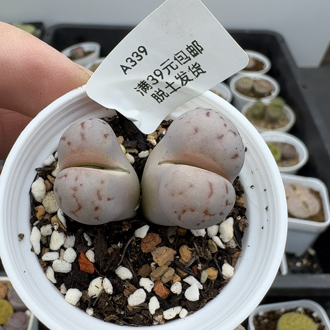 339女蜗石哈哈哈哈哈哈哈哈多肉