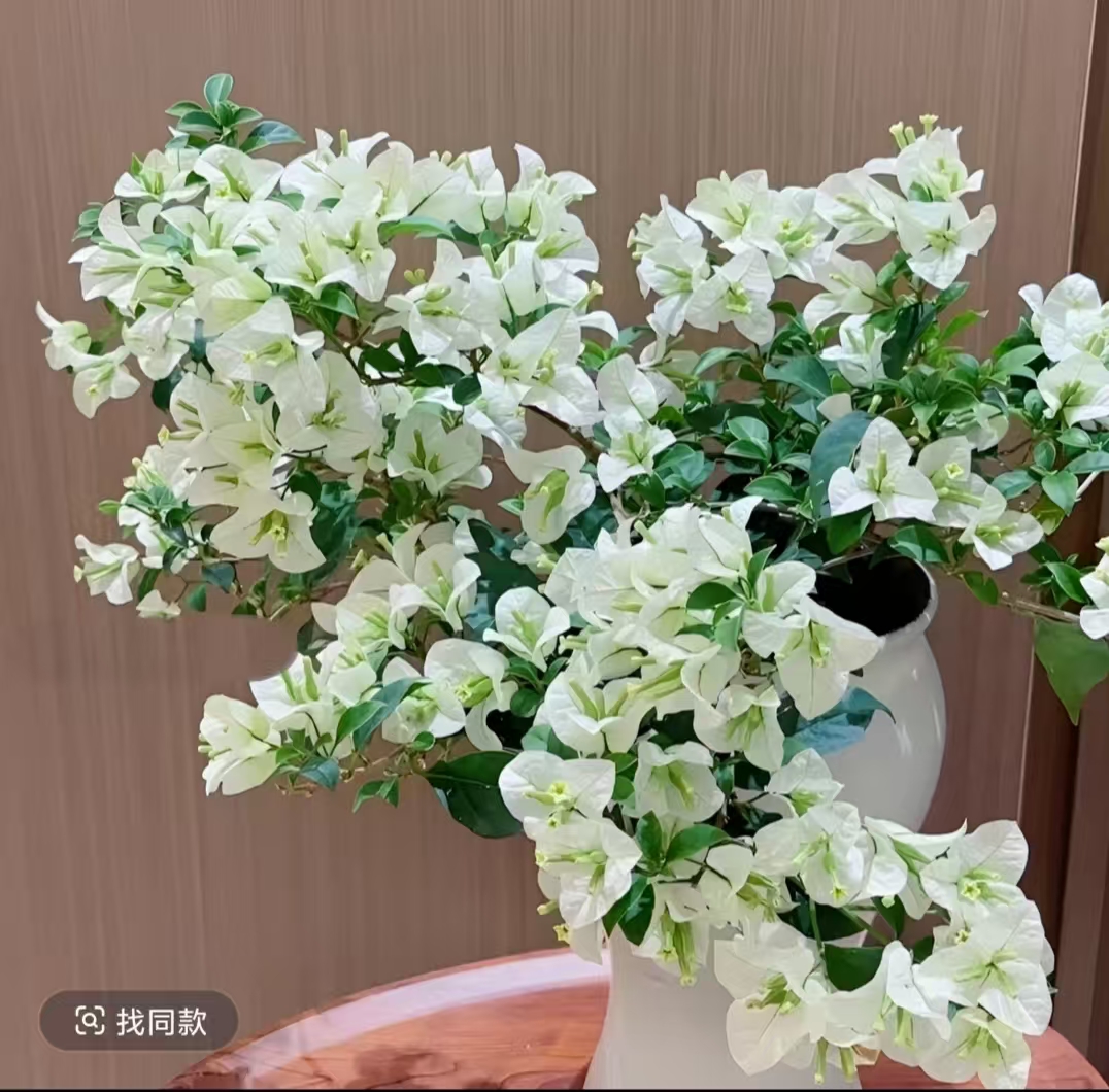 白雪公主（带花发货）三角梅小苗四季开花阳台花卉