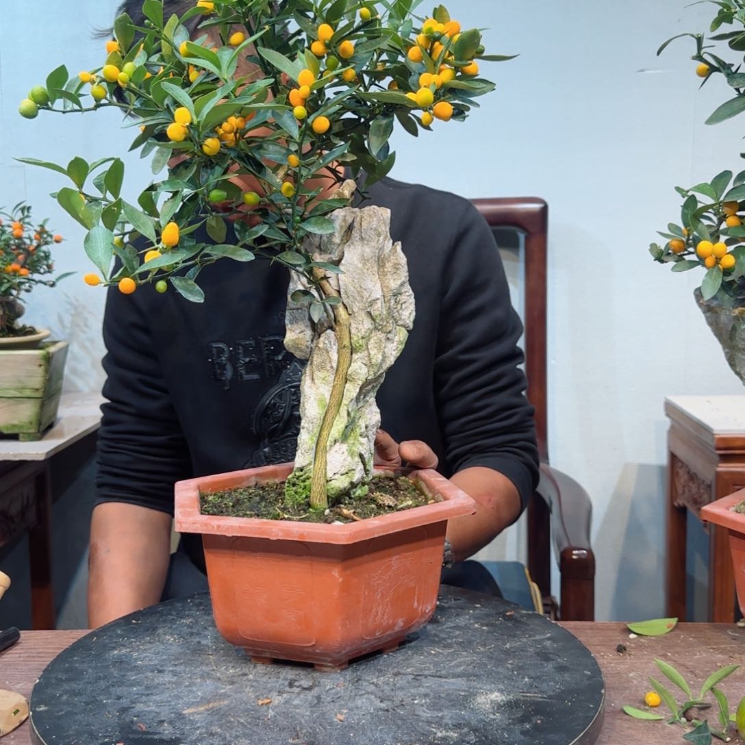 当前无花朵，栽培后可花朵素*益