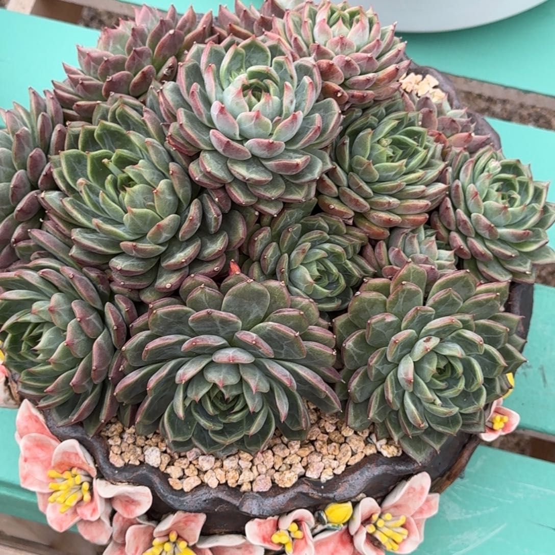 花***轩红云台精品老桩多肉
