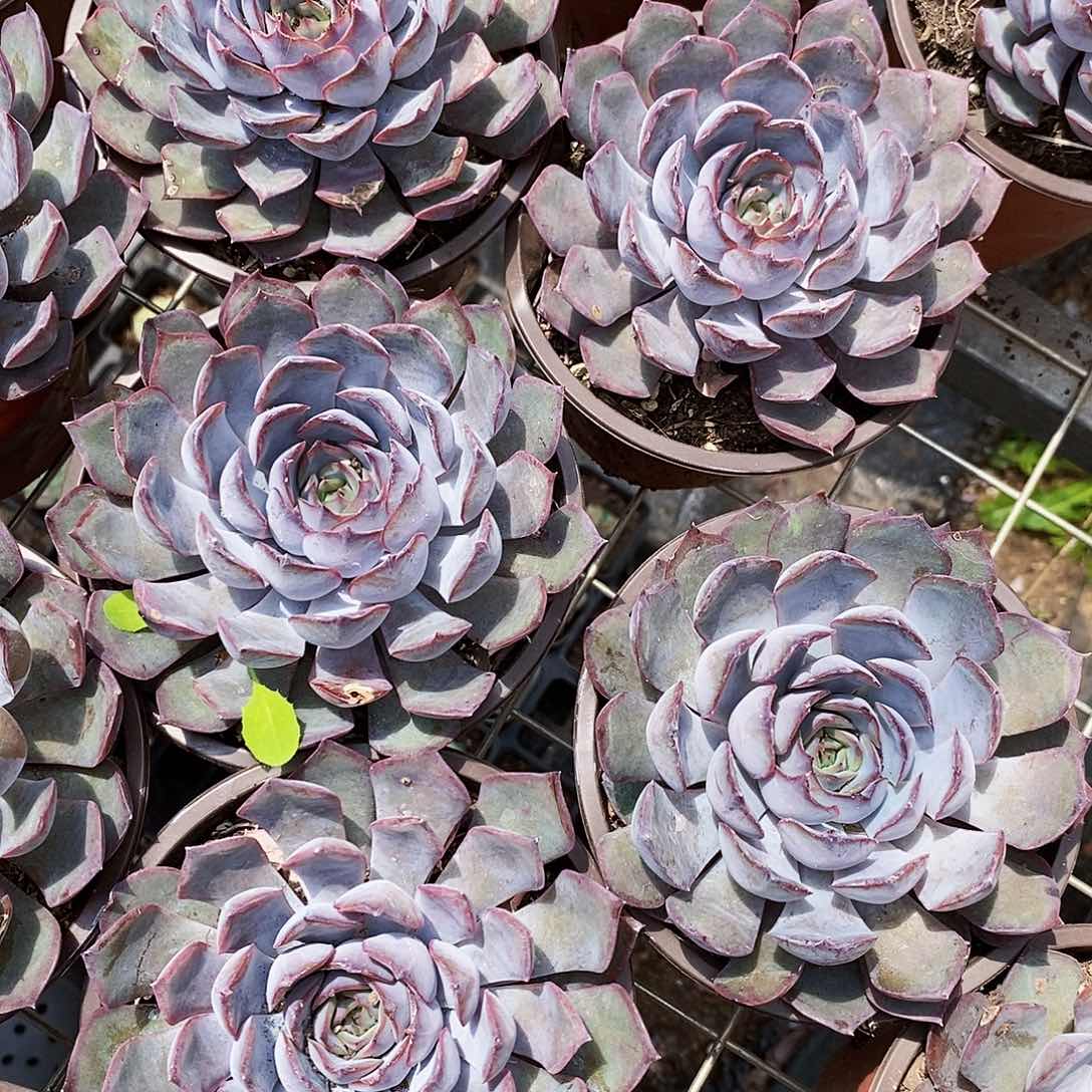 暗冰大单头莲花座3盆