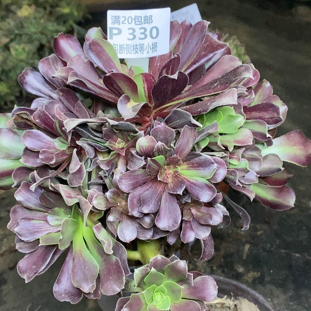 330欧若拉多肉法师多肉