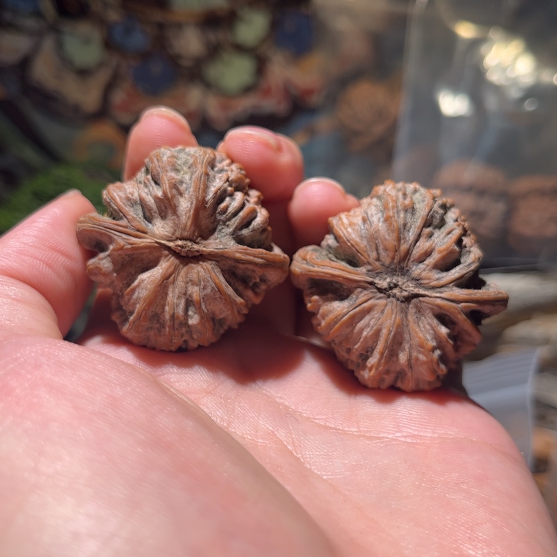 王***ㅤ木质39白狮子全品