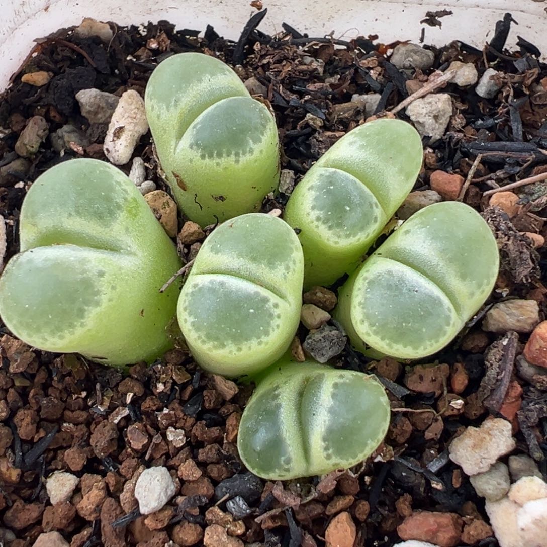 751多肉植物种类多样