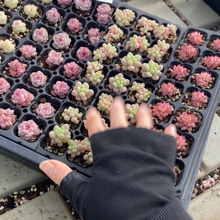 100 多肉植物盆栽花卉