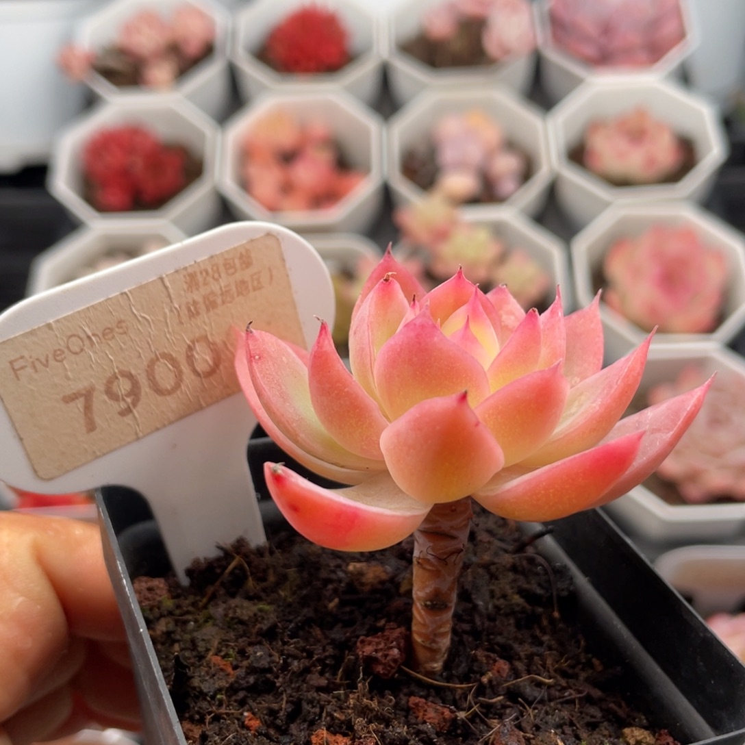 丝绸面纱7900-5.5厘米