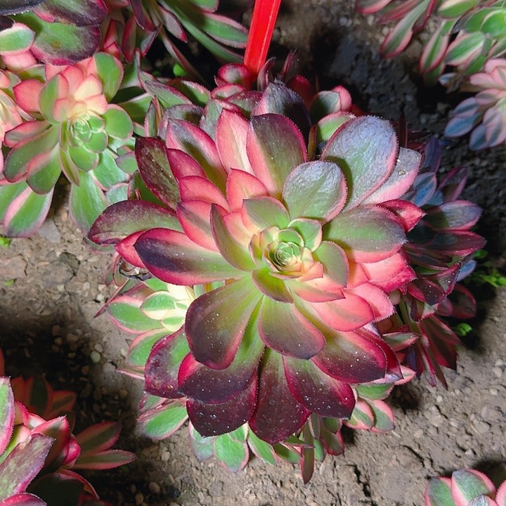 4-150黑魔锦多肉法师