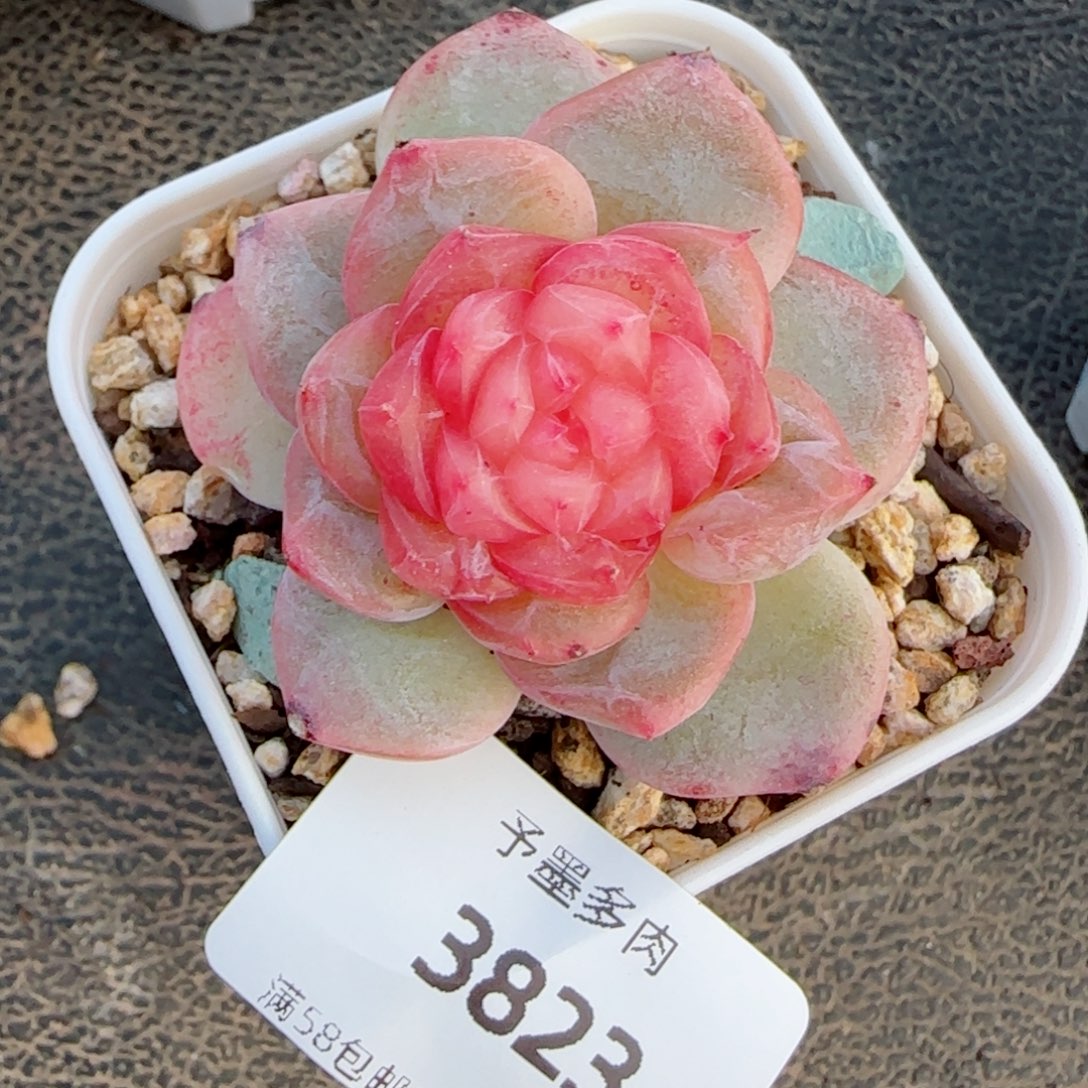 孤品珍妮，3823多肉植物