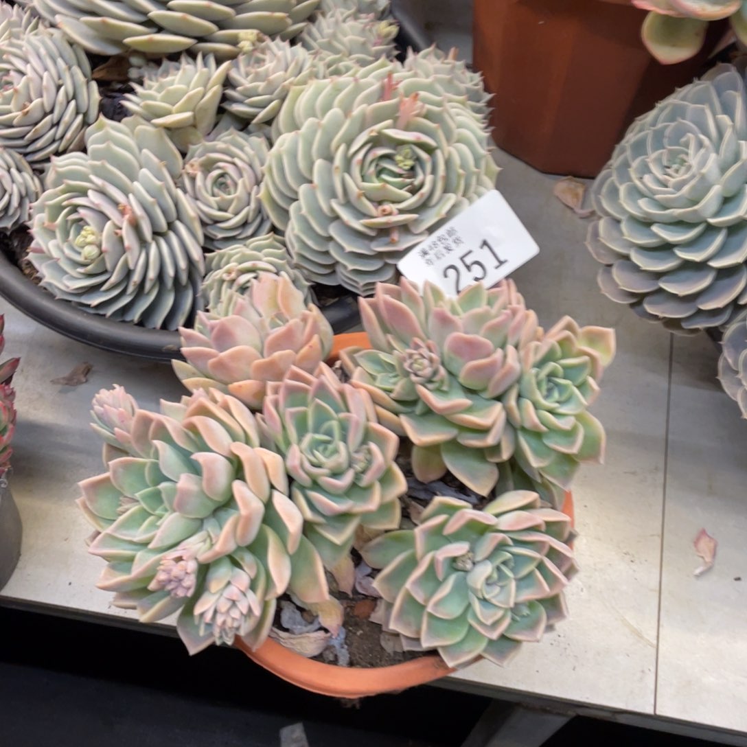 黑大帅多肉251哈利