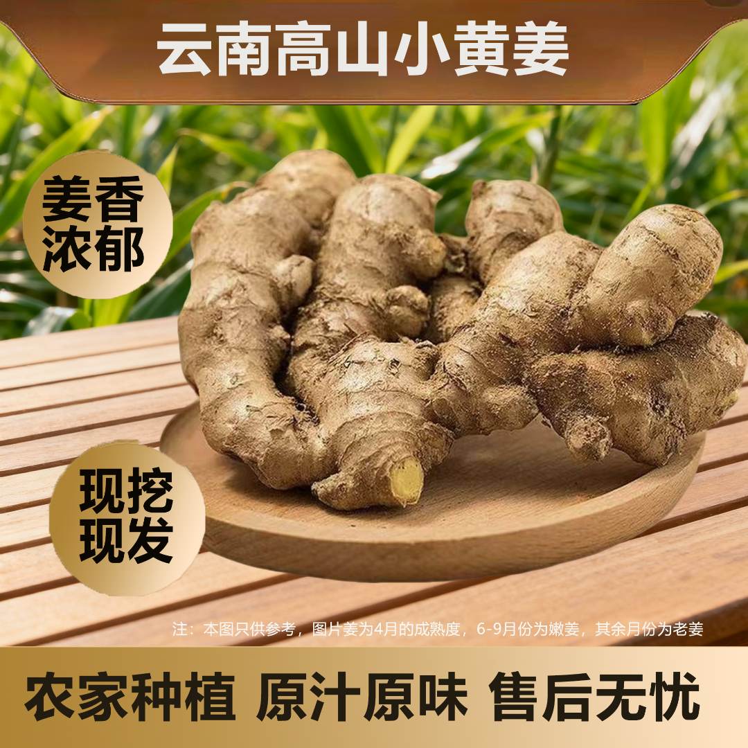 【云南小黄姜】 现挖农家新鲜高原精选大块产地直发