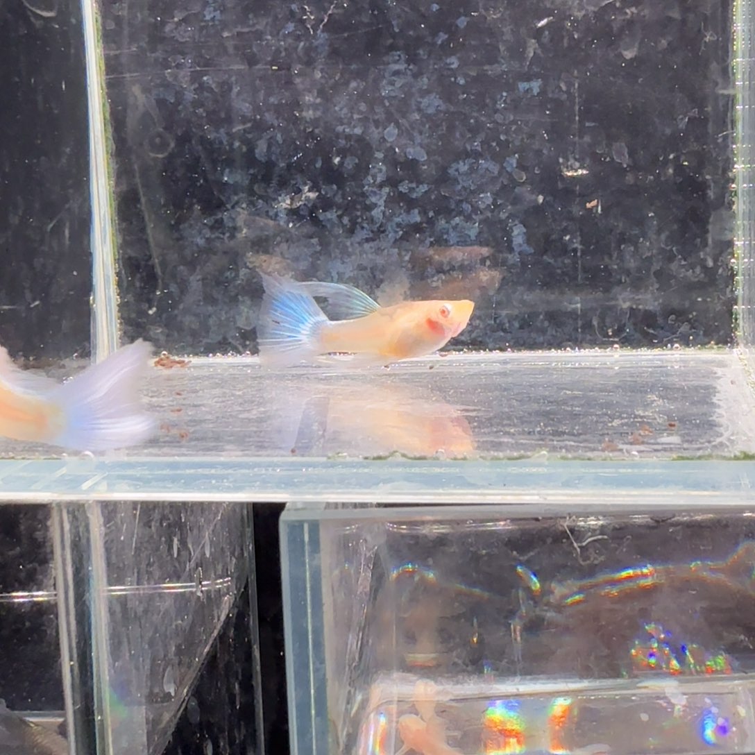 孔雀鱼蓝白缎带1对