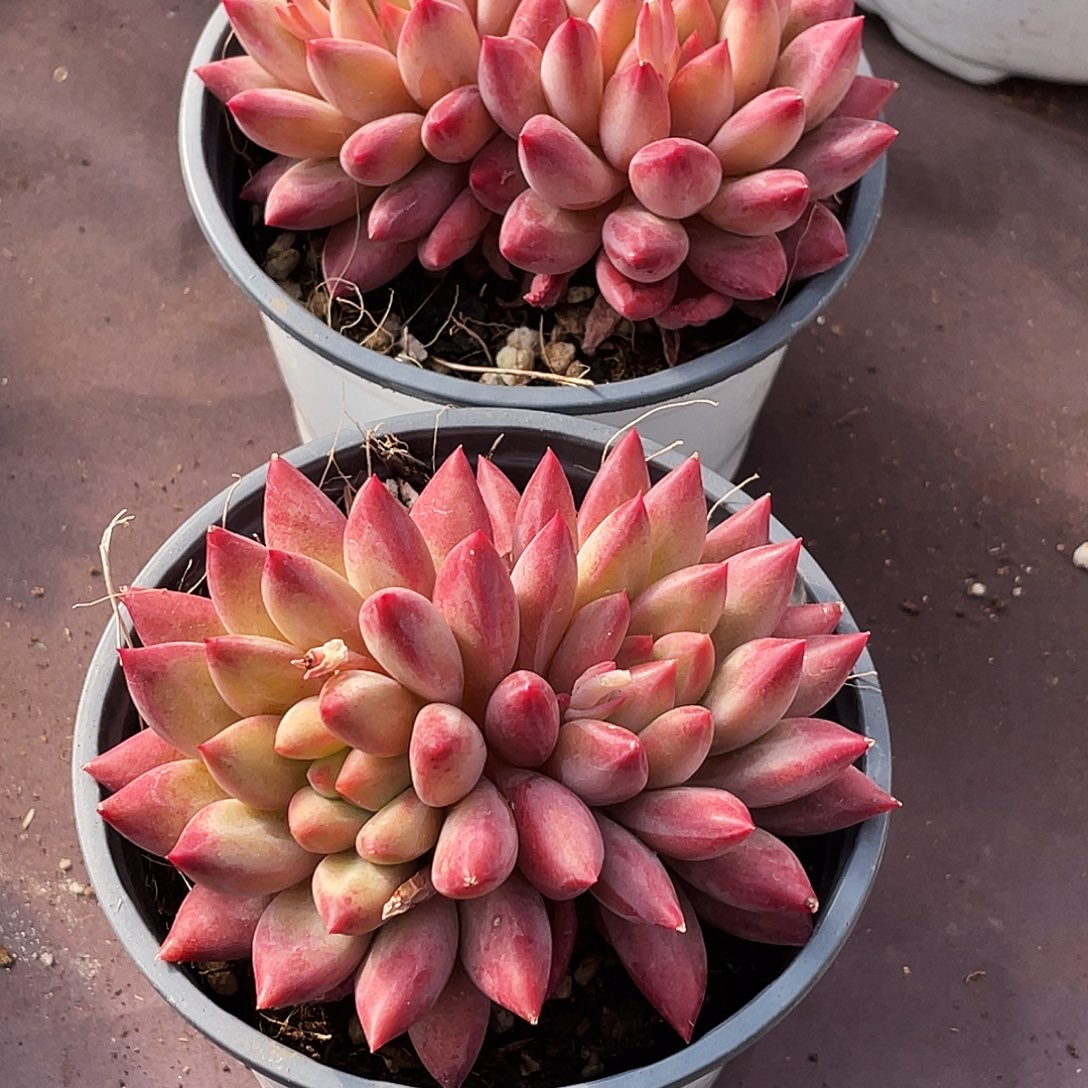 整桩无砍双头白体虞美人一颗