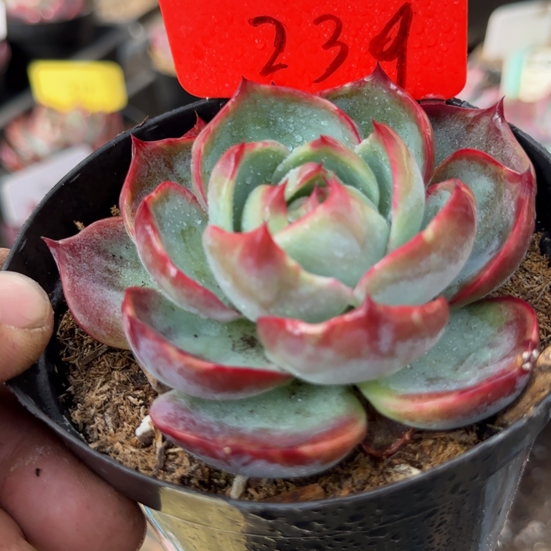 惊鸿一物一拍包装收缩花旱239