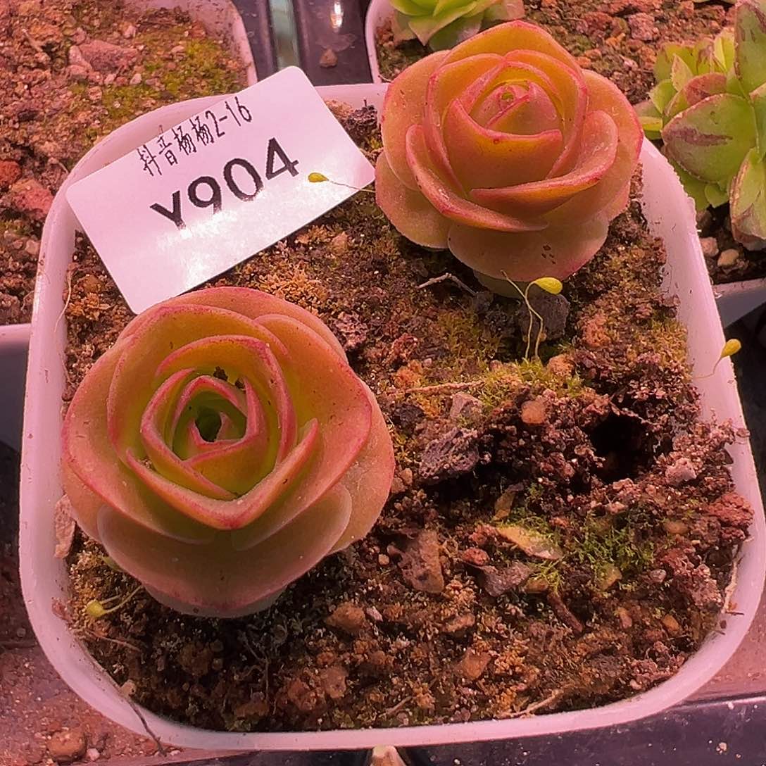 杨904 不知名2颗福利