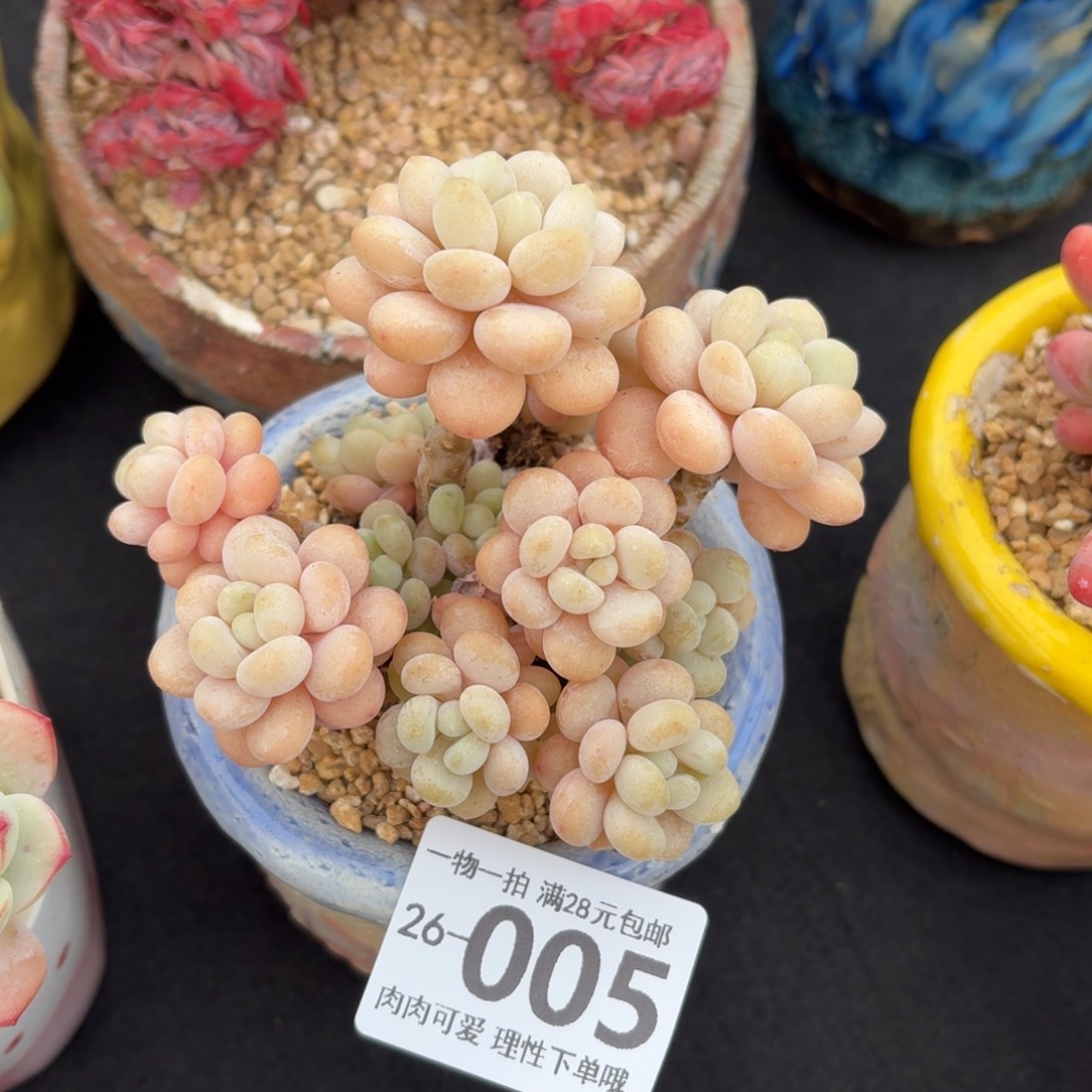 洛可可无盆土发货无