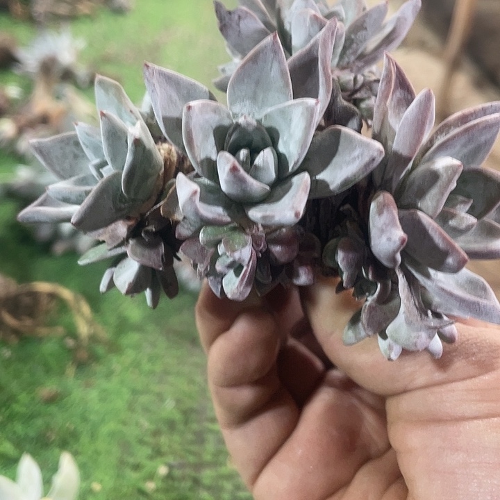 厚叶花朵苹果叶群生福利