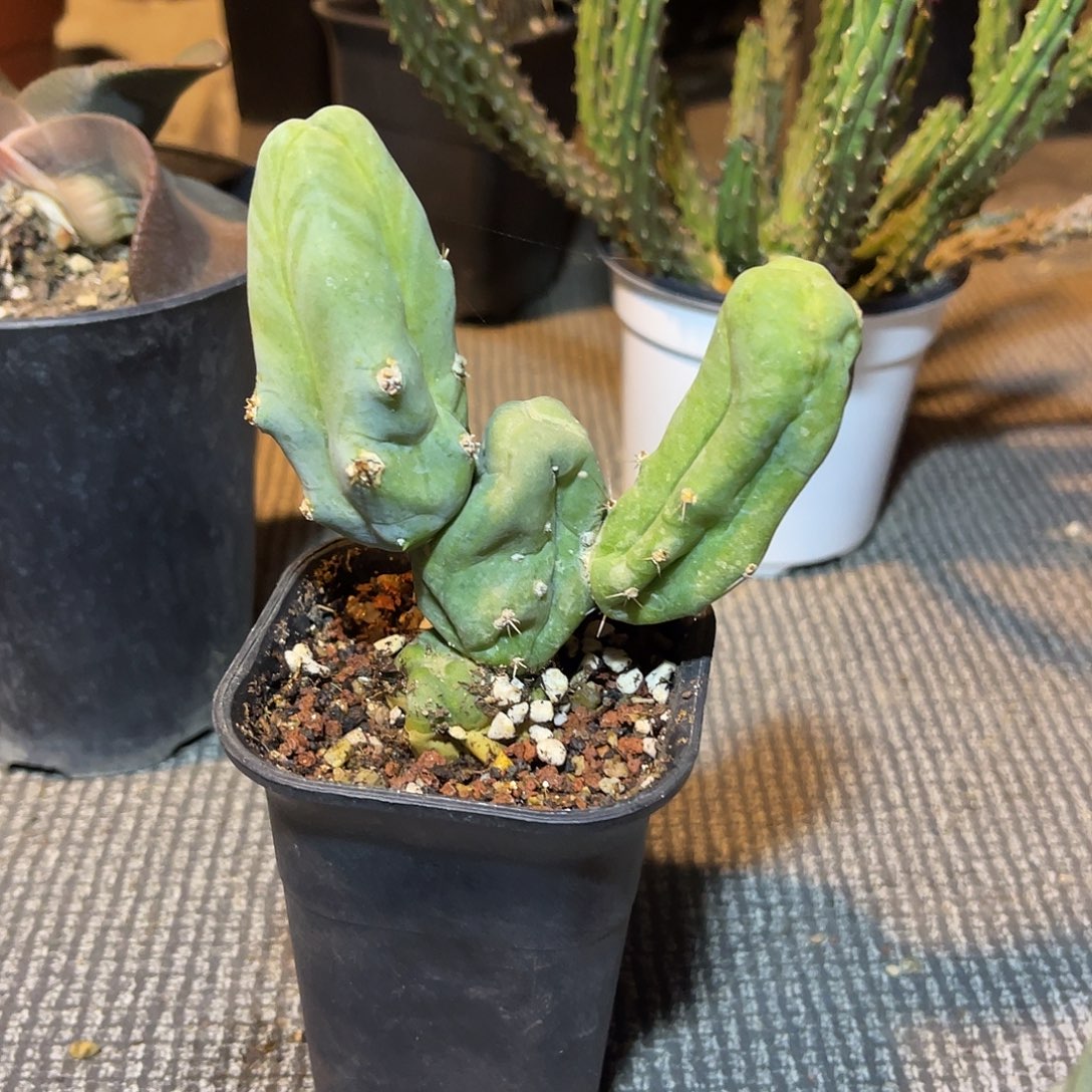 程程柱仙人球一物一拍