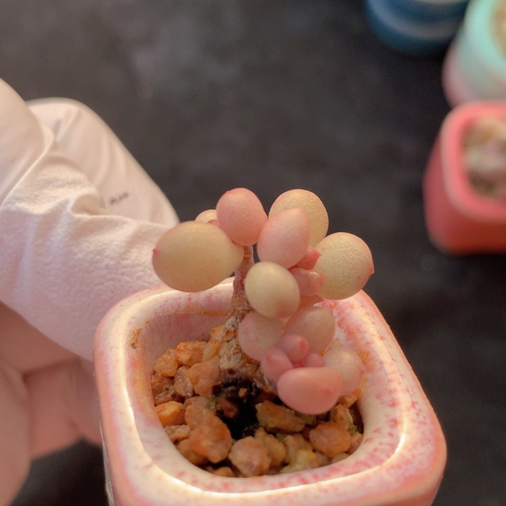 039 萤火虫 小灯笼 沙沙