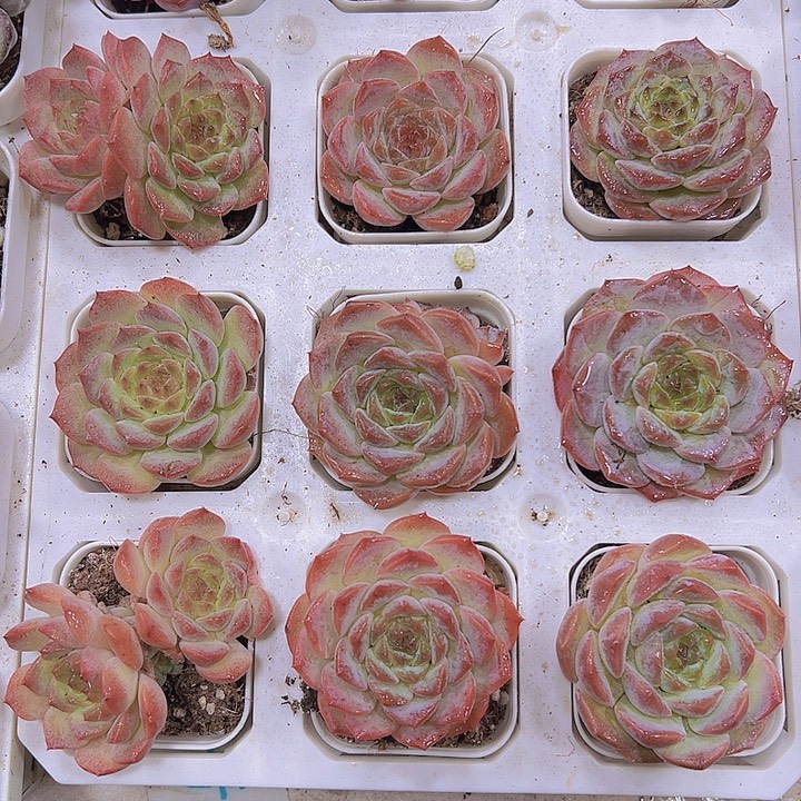草莓冰魄19包邮多肉植物