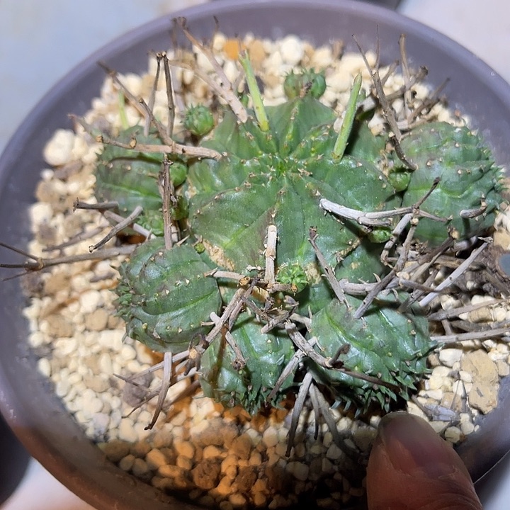 满38包邮2天凑单，脱土晾根发货多肉植物法利达