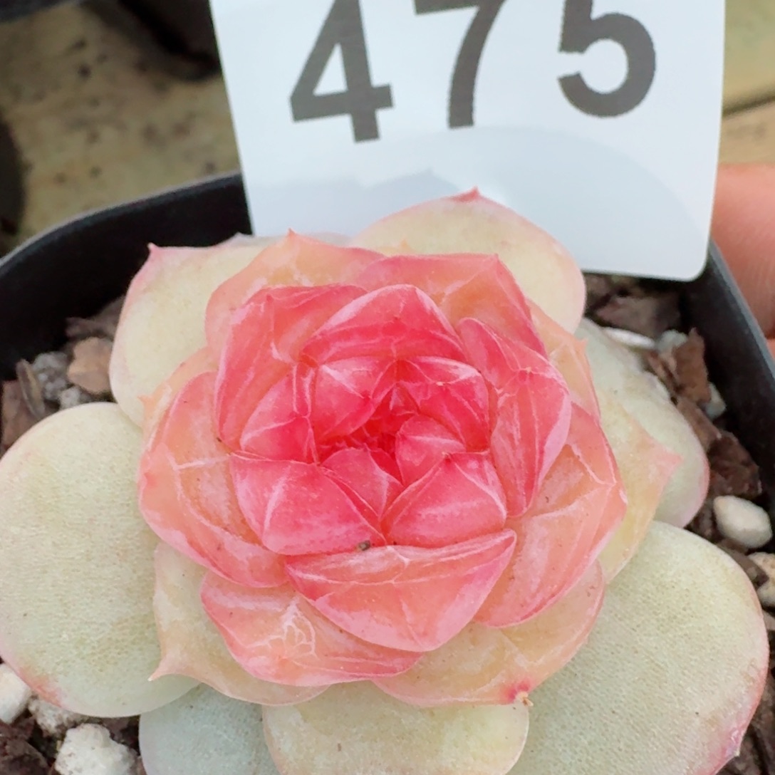 雪桃桃         精品多肉