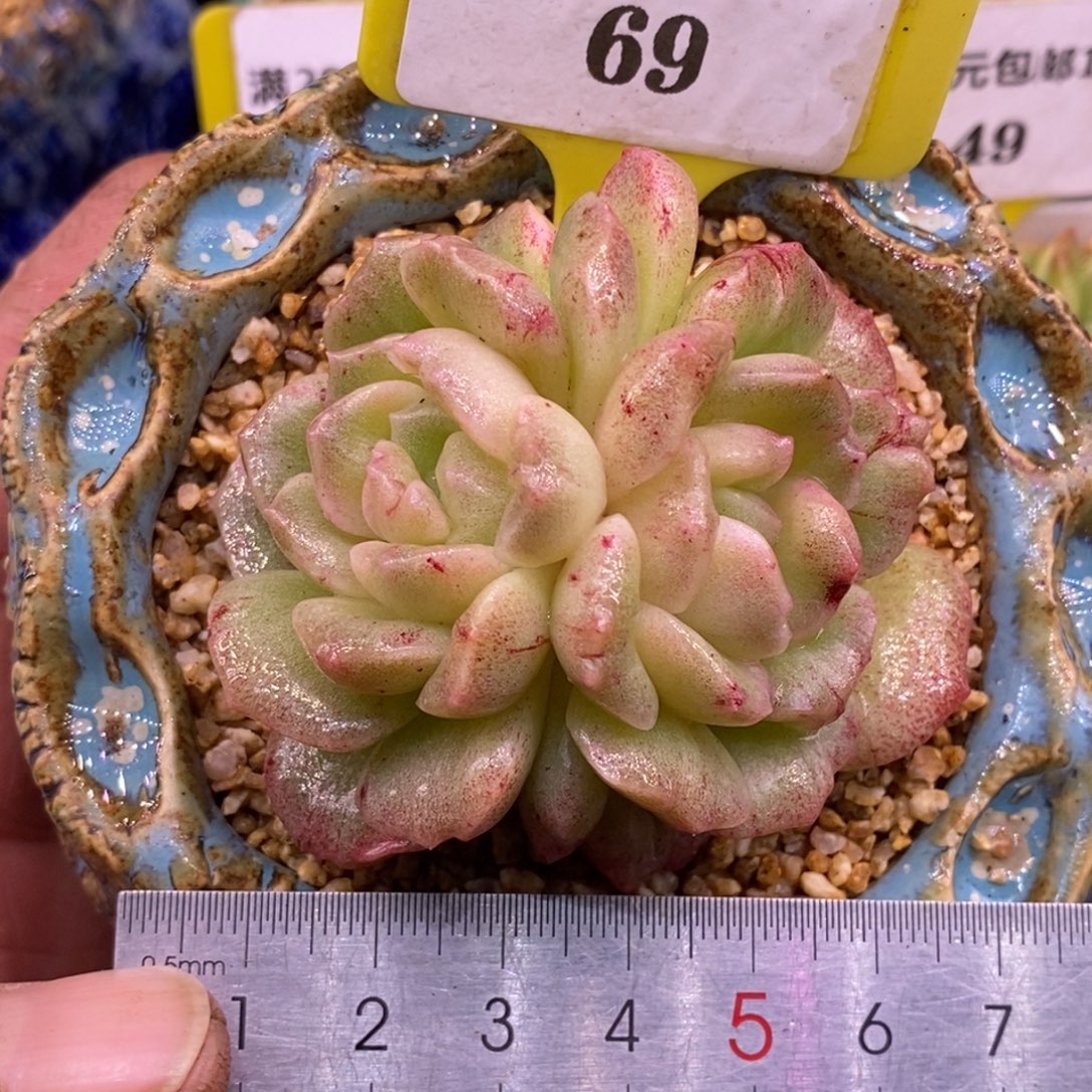 22泡影石化拉丝带锦…………