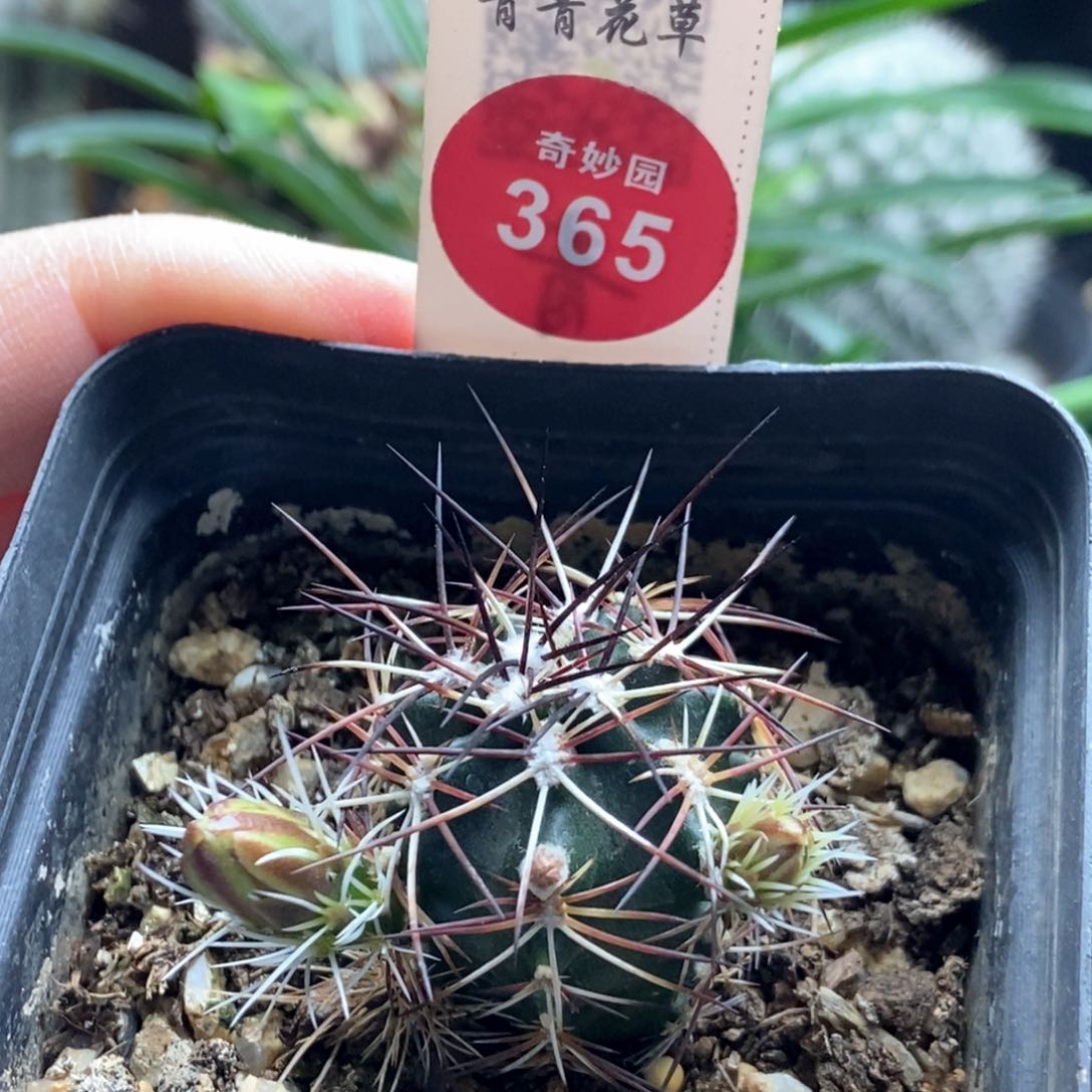 实生狂刺达氏青花虾2.6cm