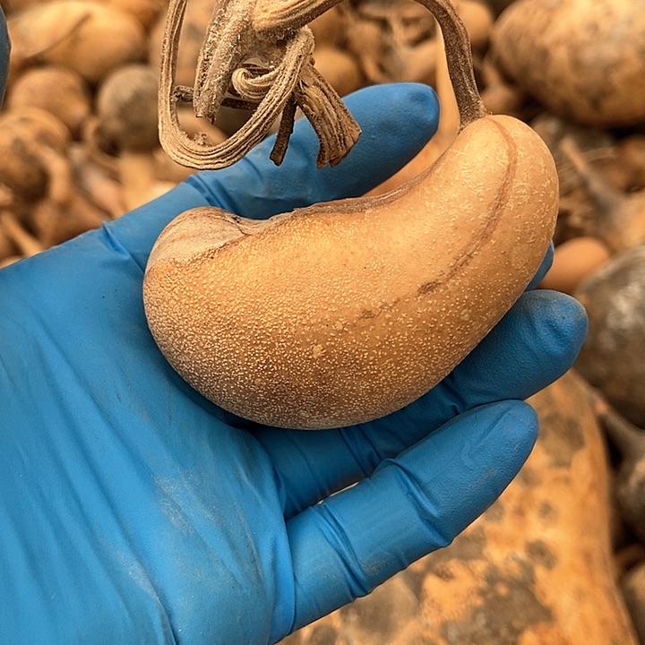 灵**药直播间里的拍品链接