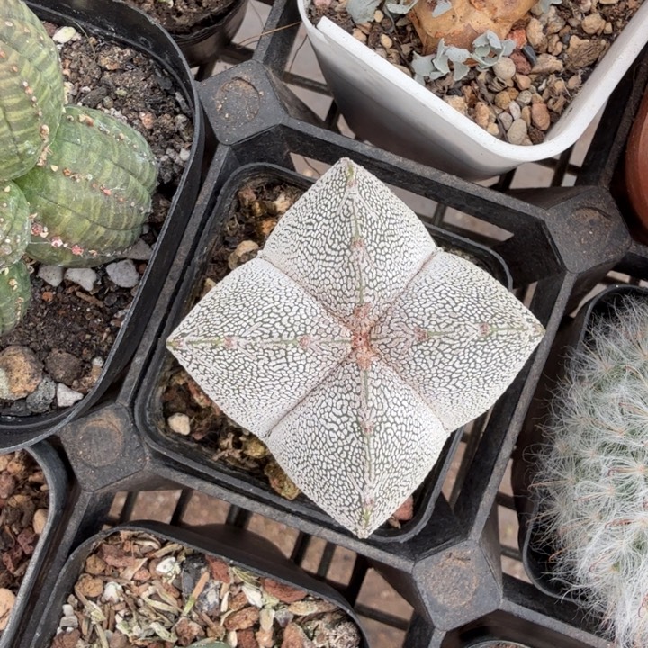 实生恩冢单头4仙人球