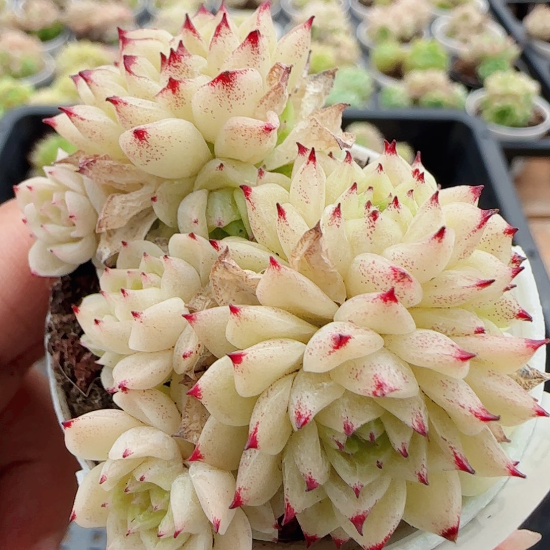 花语逸镜0524-88散