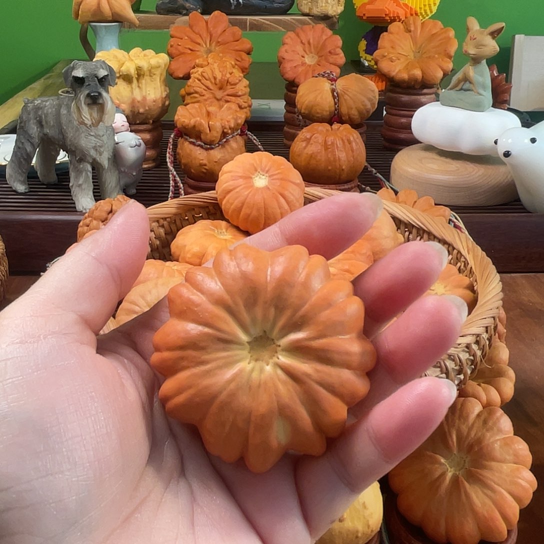 A***)墨西哥葫芦手把太阳花