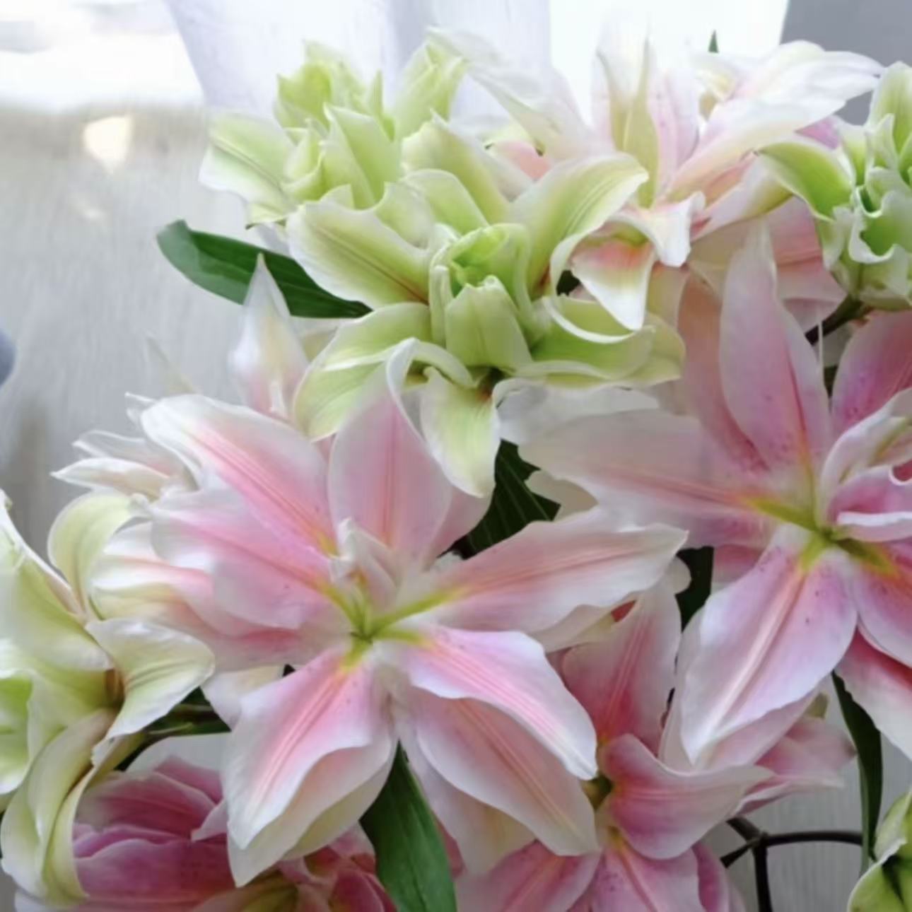 变色龙 25cm香水秋百合进口种球带芽重瓣耐寒耐热庭院阳台种植