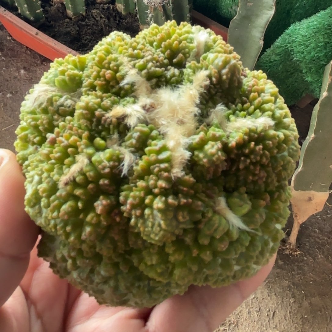 哥斯拉牡丹锦仙人球762