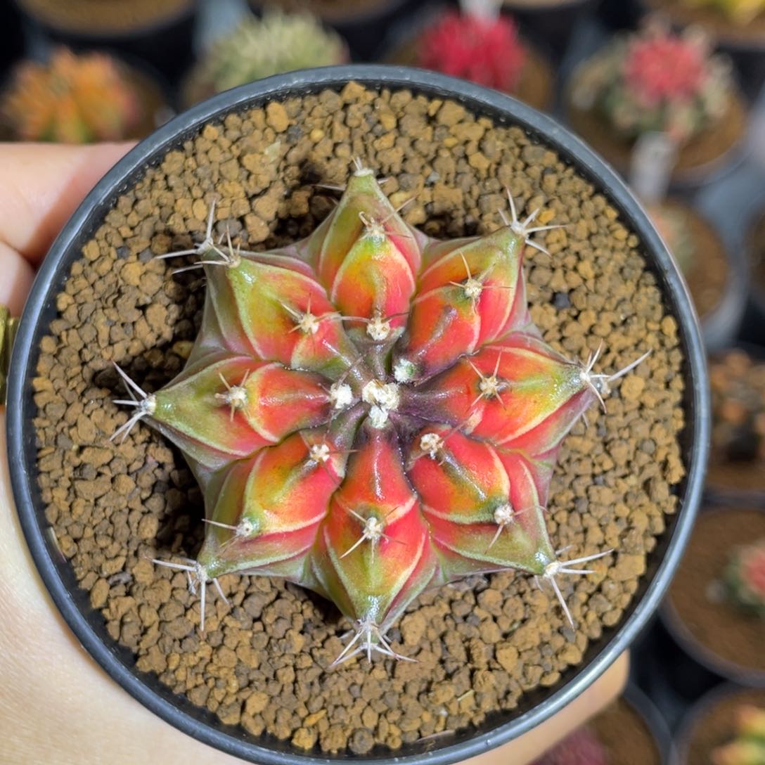 米哈星球0000000001019