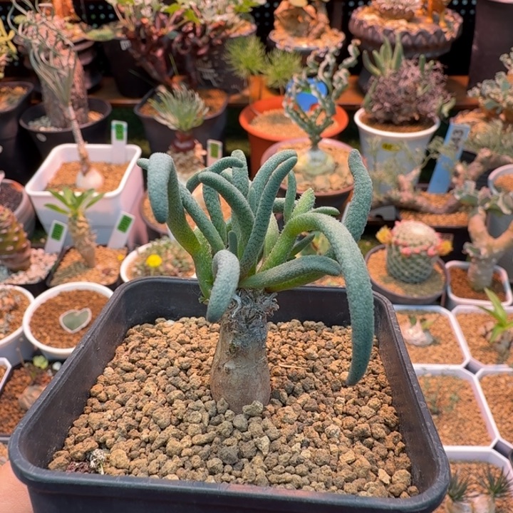 黄花淡青霜108 仙人球