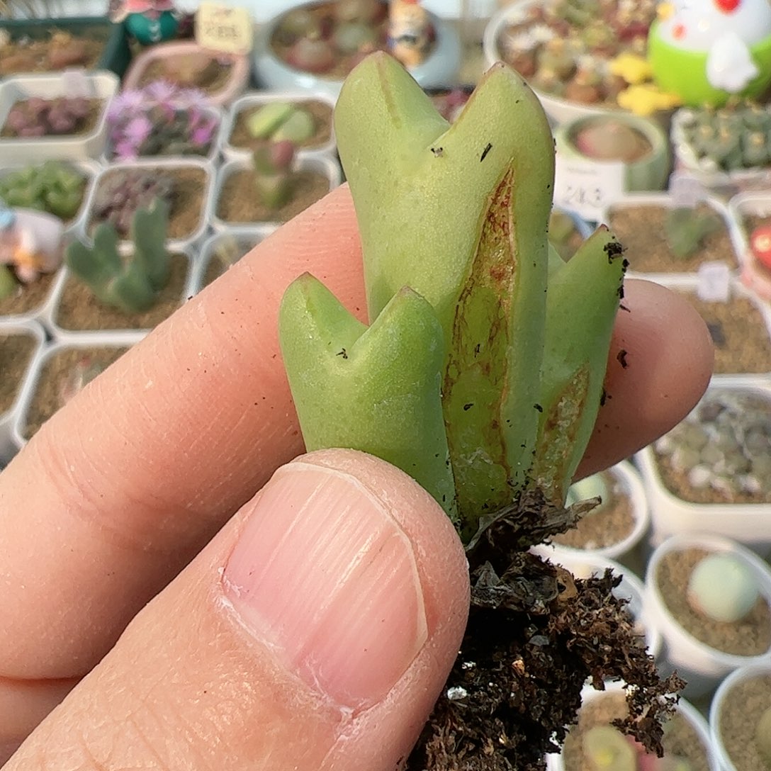 【闪购商品】151 秒