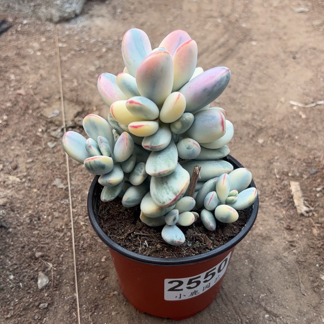 多肉乒乓福娘锦2550号