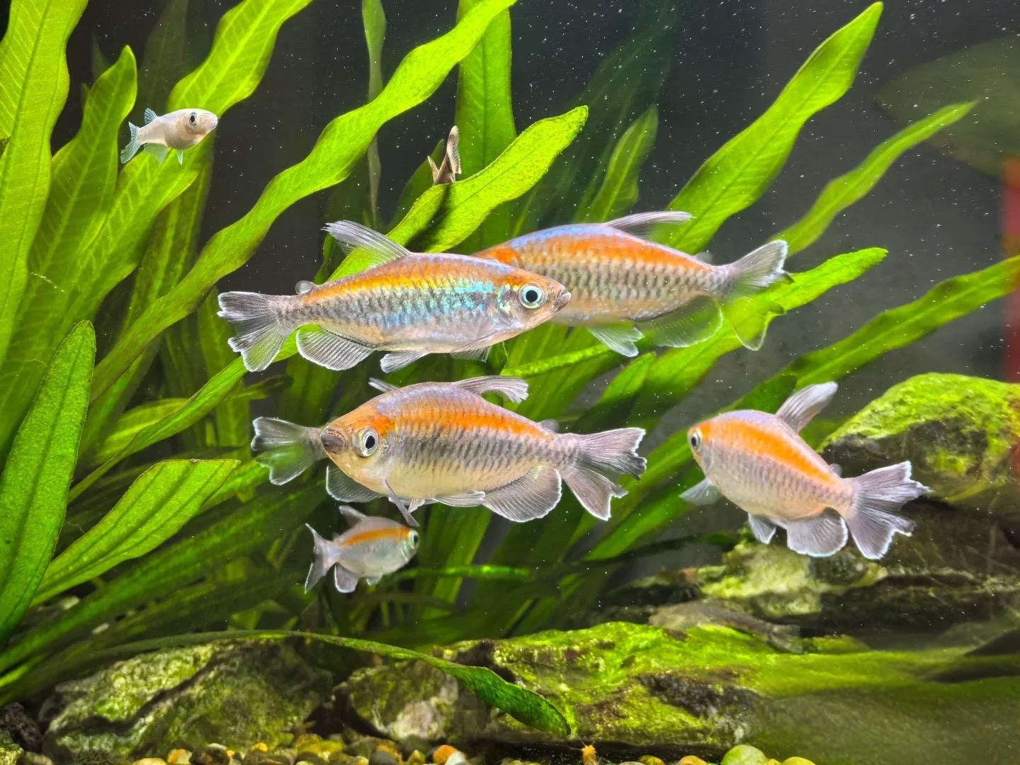 刚果美人鱼小型热带观赏鱼淡水草缸群游耐活适合新手