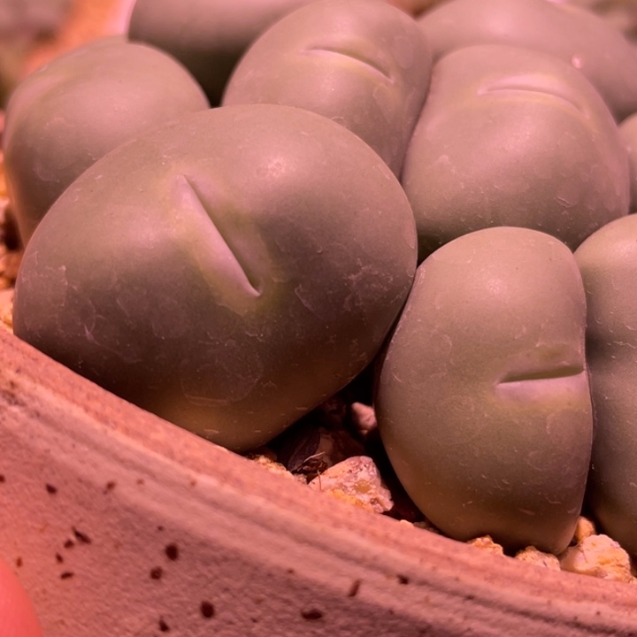 白花大g植物一物一拍